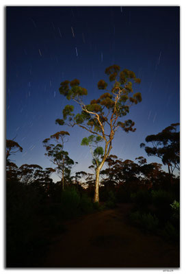 AU0884.Bromus Dam.Gumtree