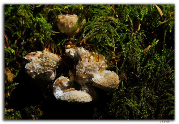 CA0503.Vancouver.Lynn Creek.Mushroom