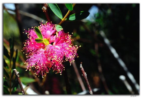 AU0455.Kalbarri N.P.Blume