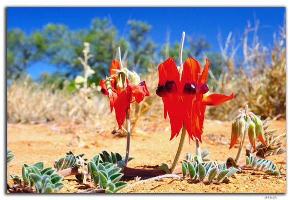 AU0297.Sturt's Desert Pea