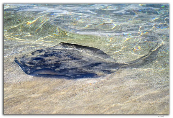 EQ0142.Floreana Island.Punta Cormorant.Ray