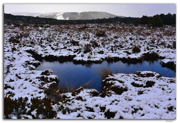 NZ0303.Tongariro N.P.Tümpel im Schnee