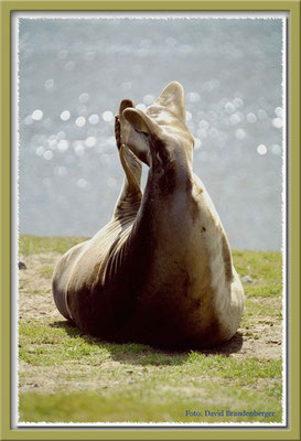 137.Seeelefant in Pose, Grytviken,South Georgia