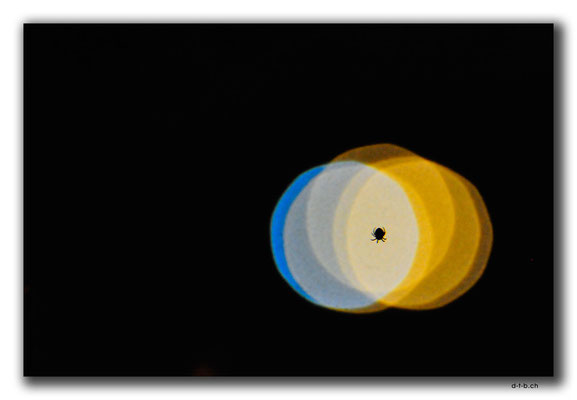 RO0016.Arad.Spinne