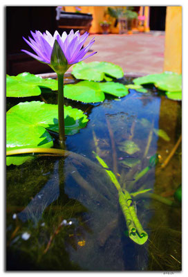 VN0222.Hoi An.Seerose im Topf