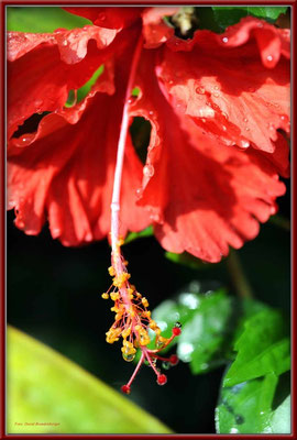 JM077.Hibiskus