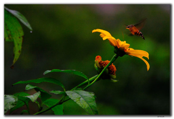 TW0041.Taipei.Blume und Insekt