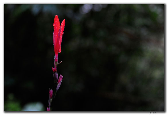 TW0040.Taipei.Blume im Regen