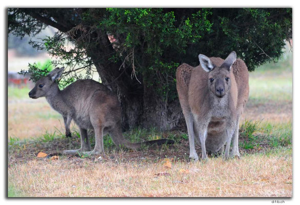 AU0759.Quinninup.Kangaroos