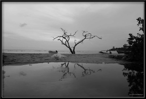 JM087.Buttonwood Tree,Treasure Beach