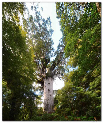 NZ0085.Tane Mahuta.Largest Kauri