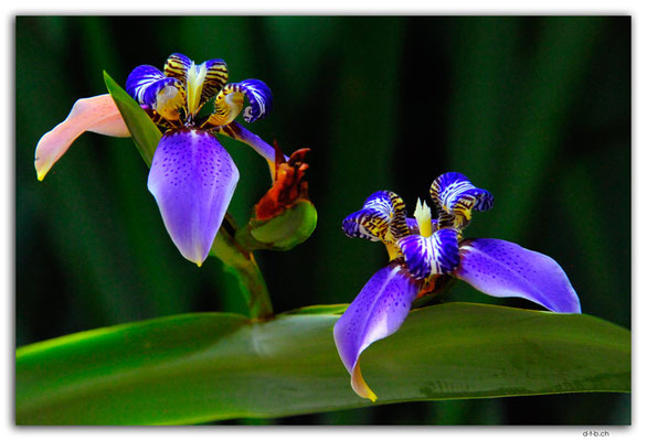 SIN0096.Botanical Garden.Orchid