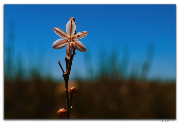AU0906.90 Mile Road.Blume