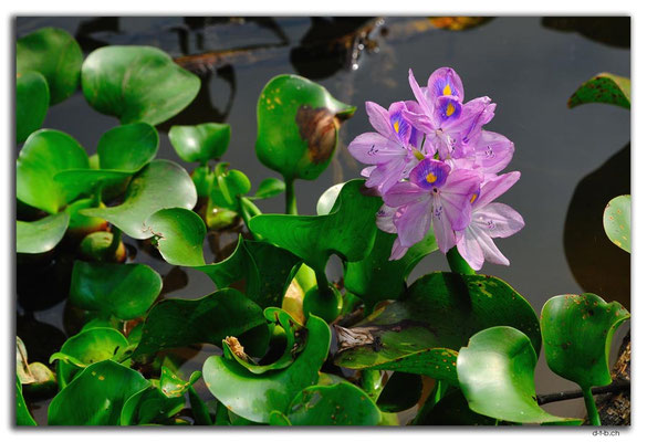 VN0206.Wasserblume bei Thanh Toan Bridge