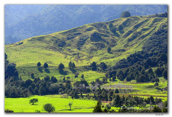 NZ0089.Wekaweka