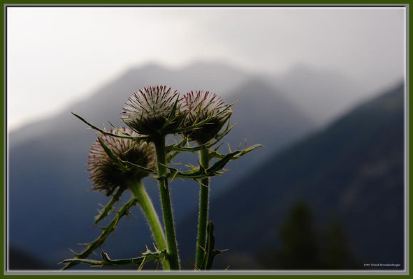 A0547.Wollköpfige Kratzdistel.CH