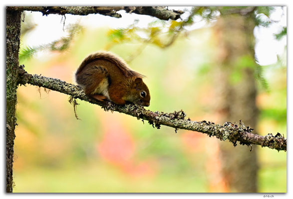CA1315.Timberlea.Bluff Trail.Squirrel