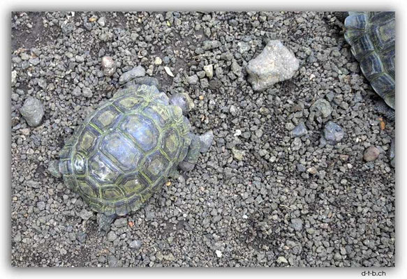 EQ0024.San Cristobal.Galapaguera de Cerro Colorado