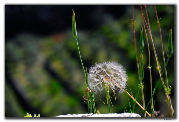 TR0451.Alanya.Pusteblume