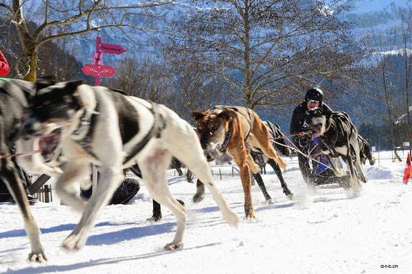 CH1355.SH-Rennen Lenk.Schnydrig Olivier