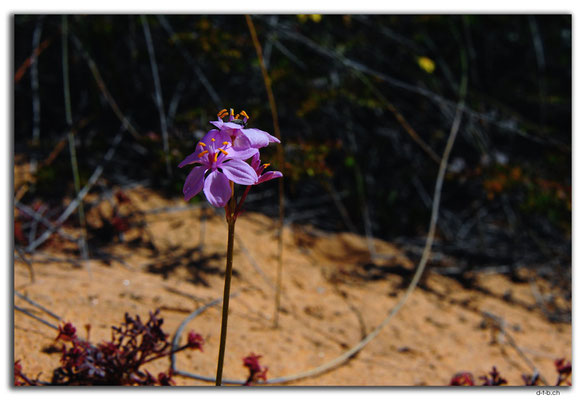AU0471.Kalbarri N.P.Blume