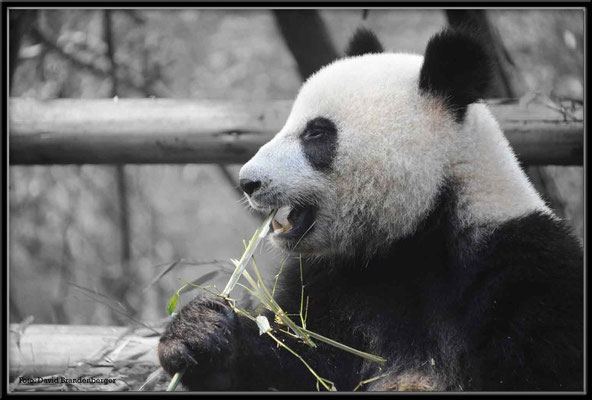 C0747Panda Zoo Chengdu