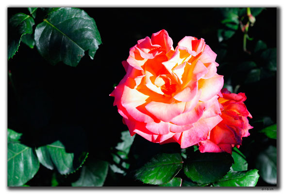 TR0982.Rize.Rose