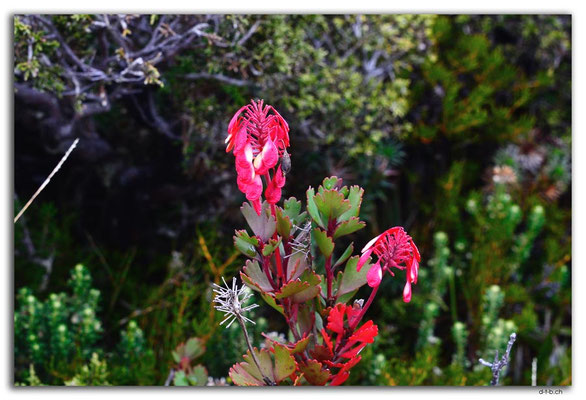 AU1336.Overland Track.Blume