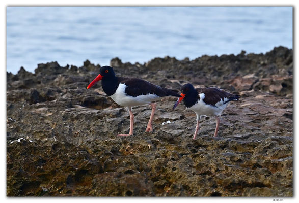 AW0013.American Oystercatcher