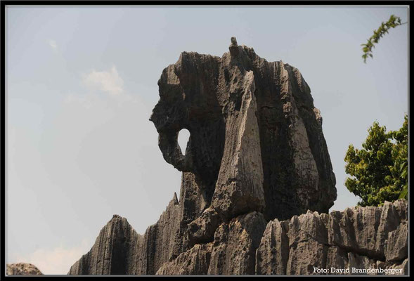 C0863Stone Forest Elefant