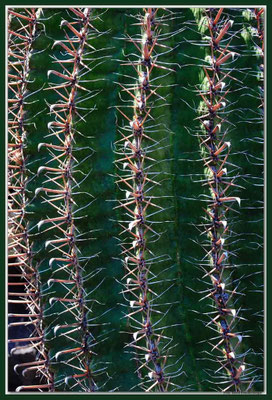 LAN028 Jardin de Cactus
