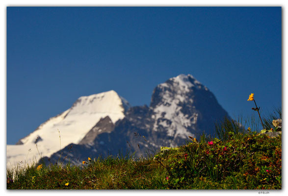 GW0528.Mönch und Eiger mit Alpenblume