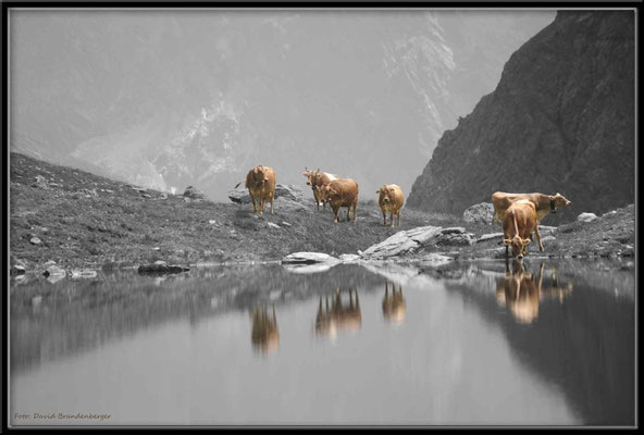 A0271.Kühe am Novaier Seeli,Klosters.CH