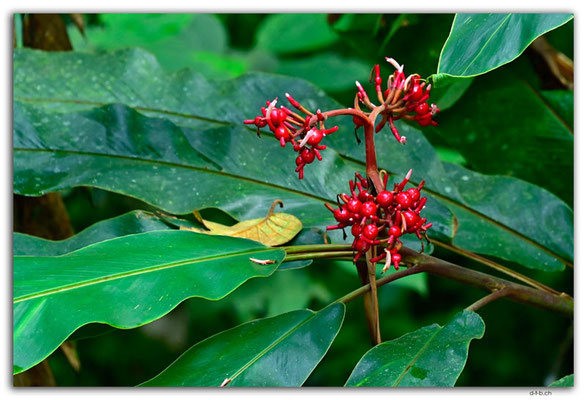 SB0041.Guadalcanal.Flower.