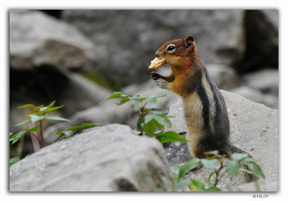 CA06319.Lake Louise. Chipmunk