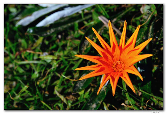 NZ0099.Ahipara.Blume