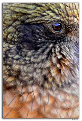 NZ0990.Christchurch.Willowbank Reserve.Kea