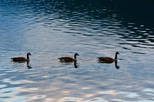 CA0279 Cultus Lake Canada Goose