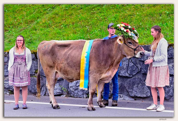 CH1173.Alpspektakel Seewis.Rindercontest