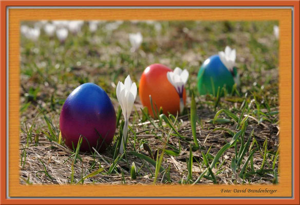 A0252.Krokus mit Eiern.Klosters.CH