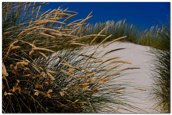 DE096.Amrum.Sandhafer