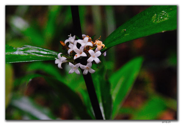 VN0179.Bach Ma N.P.Blume