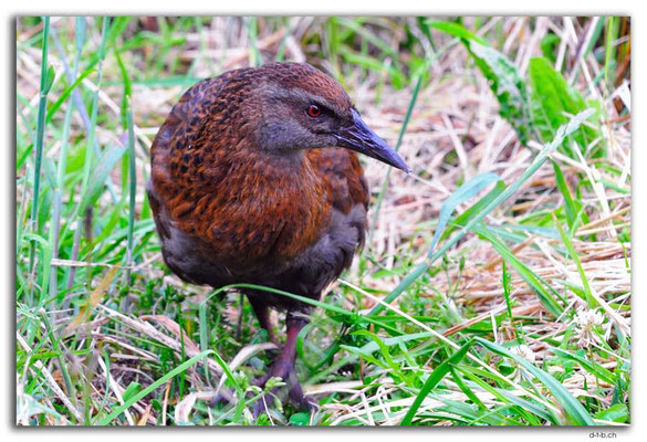 NZ0536.Kahurangi N.P.Weka at Asbestos Hut