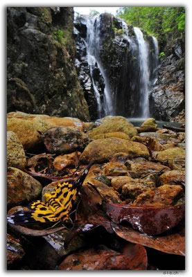 HK0168.Tai Tam Mound Fall.Butterfly