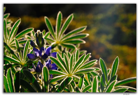PT0019.Lagos.Flower in the Cliffs