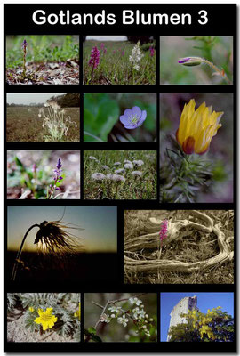 Gotland Blumen 3 / Gotland flowers 3