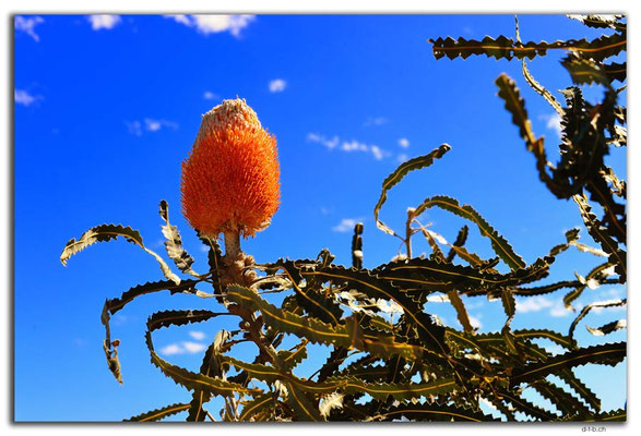 AU0446.Kalbarri N.P.Acorn Banksia