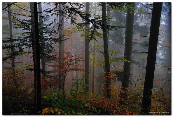 A0753.Creux du Van Wald.CH