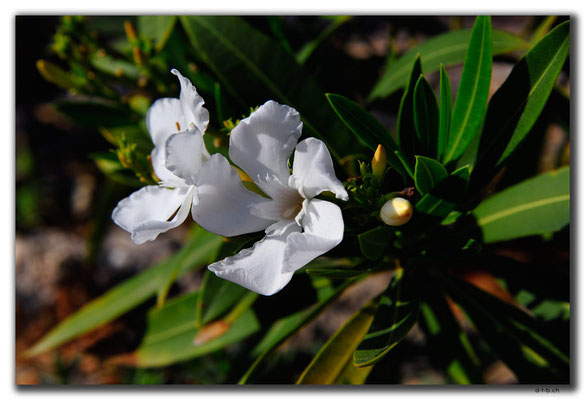 TR0503.Girne.Blume