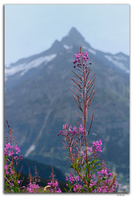 GW0406.Wald-Weidenröschen vor Schreckhorn